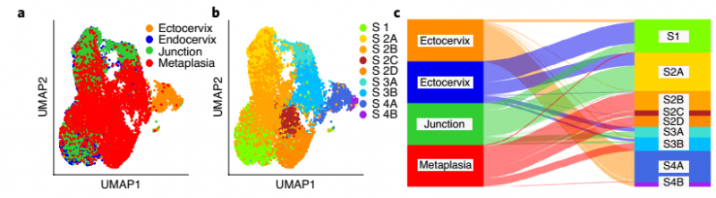 健康小鼠宮頸外，宮頸內，過渡區和 VA 缺乏引起的鱗狀化生基質細胞 t -SNE 和 Sankey 圖