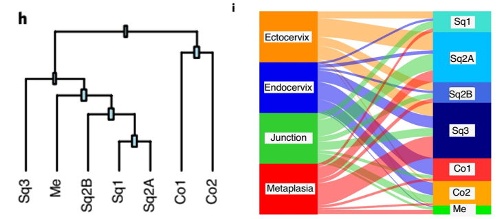 上皮亞群的表達譜生成的系統發育樹和 Sankey 圖
