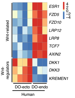 生信分析：人宮頸外與宮頸內類器官差異調控基因的表達分析圖