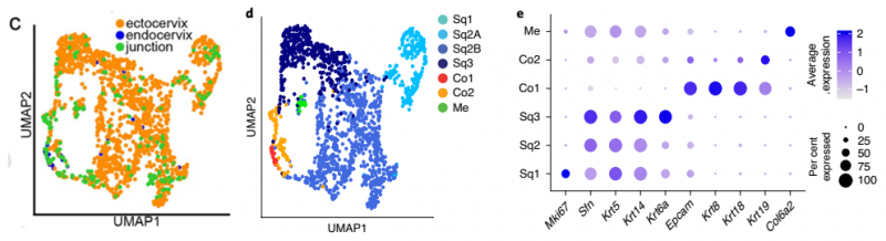 健康小鼠的宮頸內膜、宮頸外和過渡區組織上皮細胞細分結果
