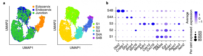 健康小鼠的宮頸內膜、宮頸外和過渡區組織基質細胞的重新聚類結果圖