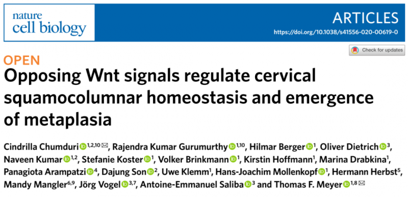 單細胞測序揭示宮頸鱗柱狀細胞的動態平衡及化生機制
