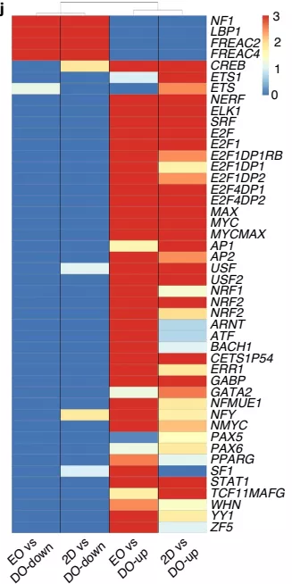 富集共有轉錄因子的順式調控 motifs 相關基因熱圖