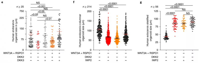 人宮頸內膜柱狀類器官和宮頸外復層類器官大小