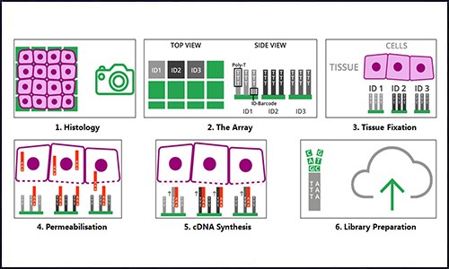 空間轉錄組 | 干貨分享 - 詳解空間轉錄組數據分析！
