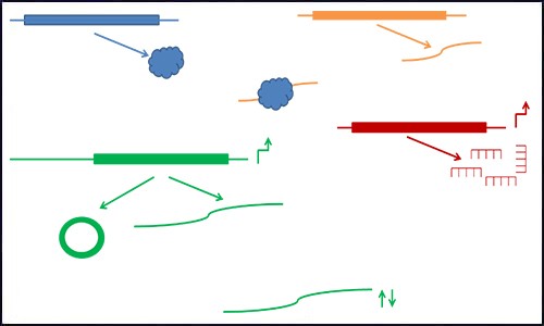 文獻集錦│2021 年度 1 月 - 2 月 ceRNA 研究匯總
