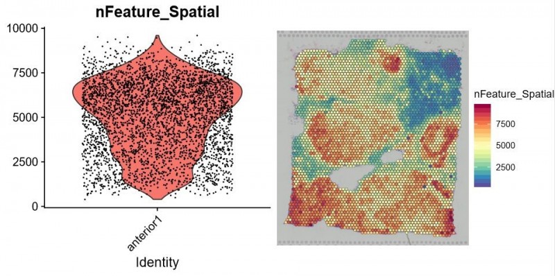 每個 spot 特異表達的基因數統計