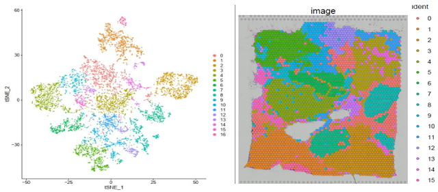 聚類結果及切片 spot 位置分布展示