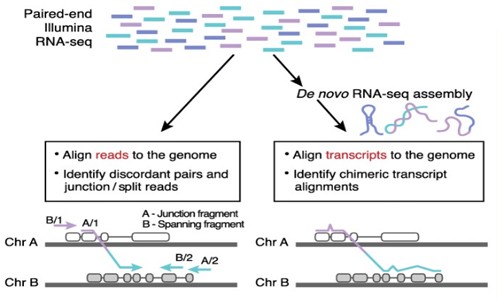 癌癥的真相 | 新一代測序下的融合基因分析