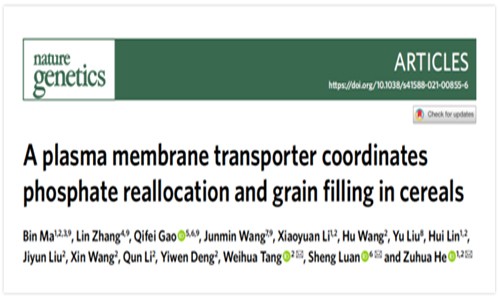 客戶文獻 | 農作物籽粒灌漿和磷利用的分子機制