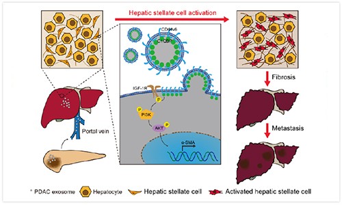 科研文獻 | 外泌體在腫瘤領域研究