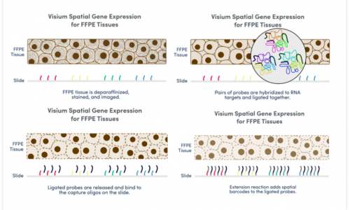 擴展空間生物學的無限可能 | 伯豪生物 FFPE 空間轉錄組解決方案！