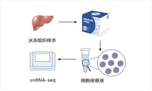 即將滿額 | 單細胞核轉錄組測序免費抽核質檢