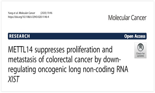 METTL14 通過下調 lncRNA XIST 抑制結直腸癌的增殖和轉移