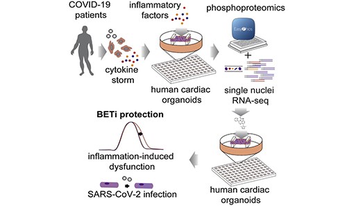 單細胞核測序聯合磷酸化蛋白組學 - 研究 COVID-19 引發的心臟功能障礙