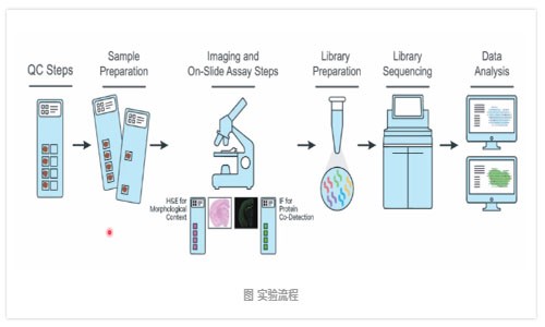 空間轉錄組測序 |FFPE 樣本做空間轉錄組知多少？