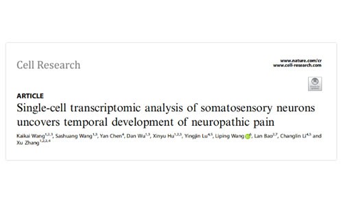 Cell Res | 中科院神經所張旭研究組通過單細胞轉錄組分析揭示神經性疼痛隨時間的發展趨勢