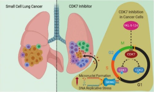 抑制 CDK7 表達破壞基因組復制進程，觸發抗腫瘤免疫反應