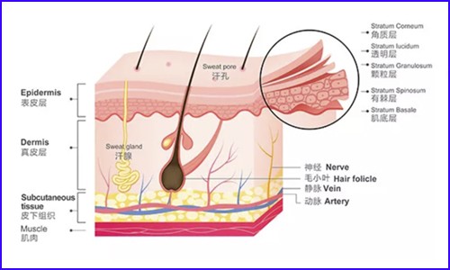 技術應用 | 單細胞測序技術在皮膚研究中的應用