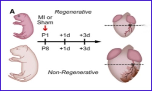 單細胞多組學技術 | 揭示新生小鼠可再生心臟的細胞調控網絡