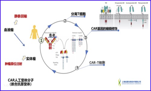 單細胞測序技術│在免疫療法中的關鍵作用！