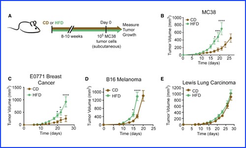 CELL 文章 | 代謝組 + 蛋白組 + 單細胞轉錄組揭示肥胖重塑腫瘤微環境的作用機制