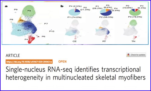 文獻解讀 |snRNA-seq 揭示了一個調節產熱的脂肪細胞亞群