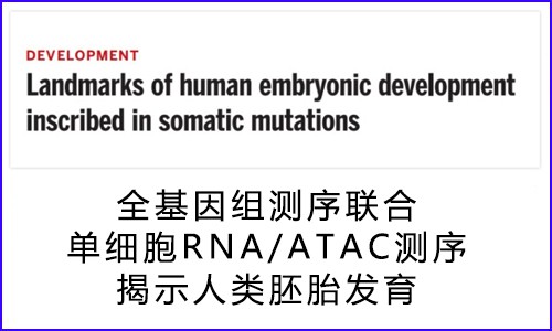 文獻解讀 | 全基因組測序聯合單細胞核 RNA/ATAC 測序揭示人類胚胎發育