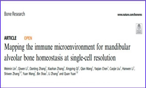 文獻解讀 | 單細胞測序揭示小鼠下頜牙槽骨的免疫微環境