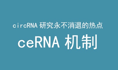 ceRNA 機制 |CircRNA 研究永不消退的熱點！