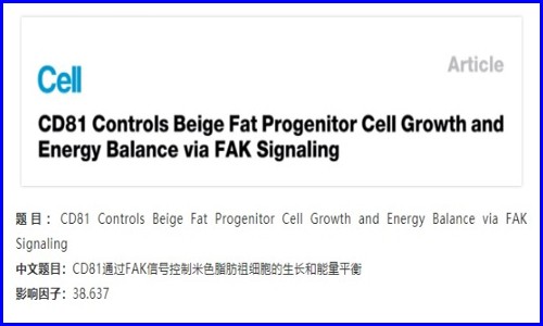 發育生物學 | 單細胞測序解析米色脂肪的發育