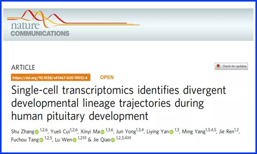 發育生物學 | 單細胞測序揭示人垂體發育過程中不同譜系的軌跡