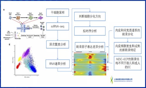發育生物學 | 單細胞 RNA 測序揭示多能干細胞來源的內皮細胞分化軌跡