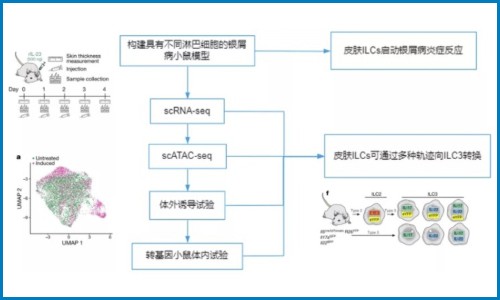 免疫研究 | 銀屑病皮膚駐留的先天淋巴細胞向致病效應狀態轉變