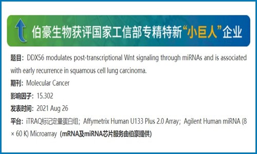 項目文章 |DDX56 通過 miRNAs 調節轉錄后 Wnt 信號并與鱗癌早期復發相關