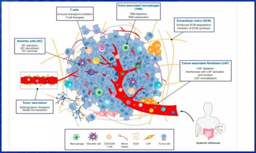 免疫研究 | 單細胞測序技術在癌癥免疫治療領域研究綜述