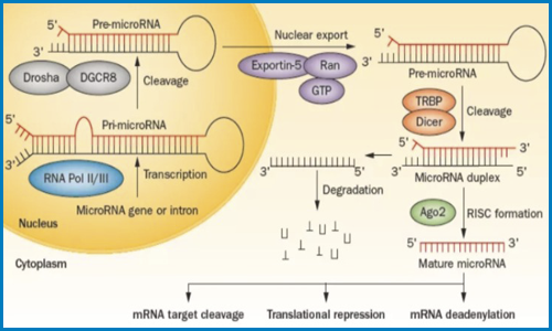 非編碼 RNA| 轉錄組學的非正規軍