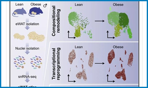 單細胞抽核 |snRNA-seq 技術揭示肥胖發生過程中脂肪組織重塑機制