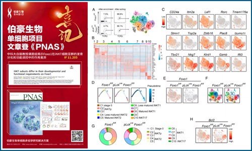 單細胞項目文章 PNAS| 中科大白麗教授課題組揭示 Foxo1 在 iNKT 細胞亞群的發育分化和功能調控中的作用差異