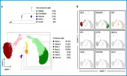 單細胞抽核 |snATAC-seq 技術揭示糖尿病風險相關的胰島特異性調控元件