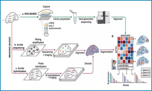 Nature 綜述 | 利用空間轉錄組技術探索組織結構