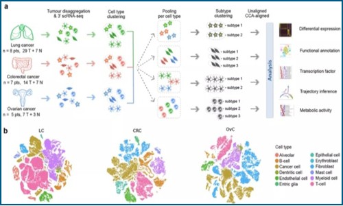 單細胞測序技術 | 繪制腫瘤微環境的泛癌圖譜