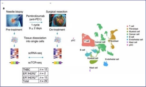 單細胞測序 | 抗 PD1 治療期間乳腺癌患者腫瘤變化的單細胞圖譜