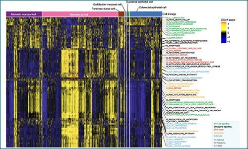 scRNA-seq 揭示轉移性胃腺癌異質性及預后特征