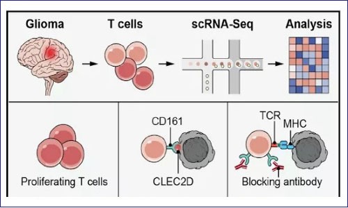 單細胞分析發現腫瘤新型免疫檢查點 --CD161