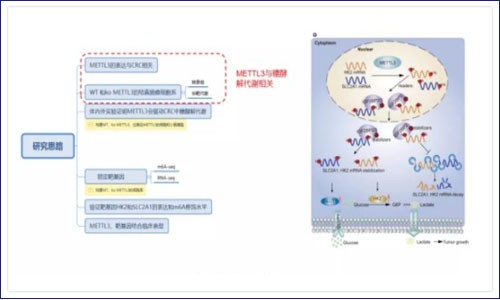 RNA 甲基化修飾聯合轉錄組揭示 m6A 參與結直腸癌進展