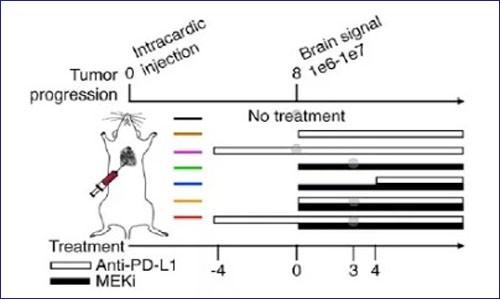 多組學揭示 PD -1/L1 結合 MAPK 靶向治療可提高抗腫瘤免疫和療效