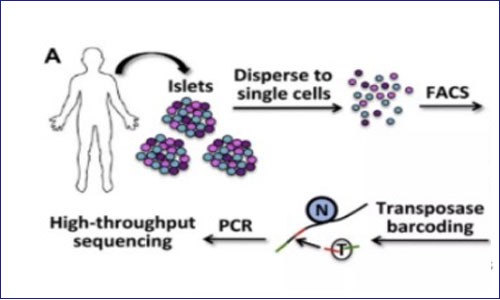 ATAC-seq 聯合 RNA-seq 思路分享