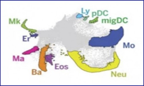 細胞分化過程中狀態圖譜與細胞命運圖譜