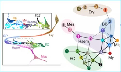 單細胞測序 | 單細胞測序描述小鼠原腸胚形成和發育的軌跡